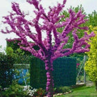 Nasiona Judaszowca Południowego (Cercis siliquastrum)
