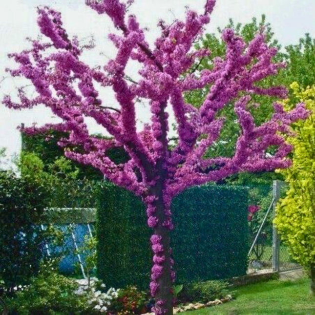 Nasiona Judaszowca Południowego - Cercis Siliquastrum