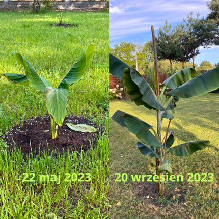 Nasiona Bananowca Musa Sikkimensis