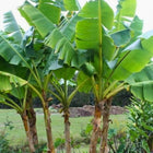 Nasiona Bananowca Musa Sikkimensis