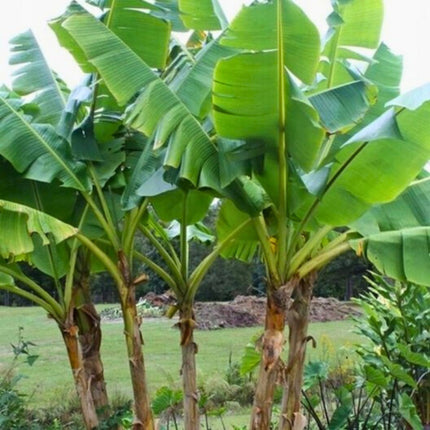Nasiona Bananowca Musa Sikkimensis