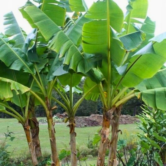Nasiona Bananowca Musa Sikkimensis