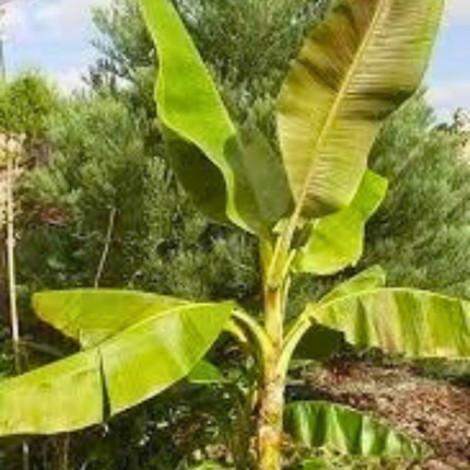 Nasiona Bananowca Musa Sikkimensis