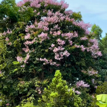 Nasiona Tajskiego Mirtu - Lagerstroemia Floribunda
