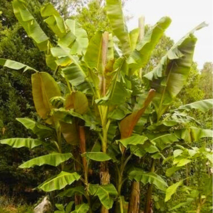 Nasiona Bananowca Musa Sikkimensis