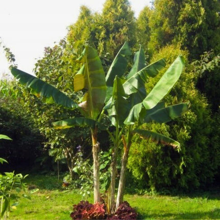 Nasiona Bananowca Musa Sikkimensis