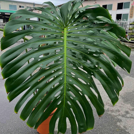 Nasiona Monstery Dziurawej - Monstera Deliciosa