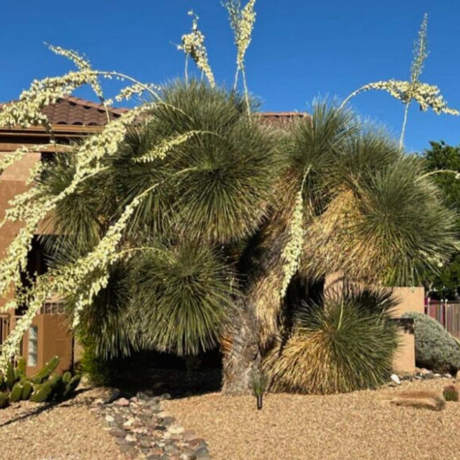 Nasiona Juki Mydlanej - Yucca Elata