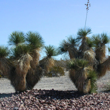 Nasiona Juki Mydlanej - Yucca Elata