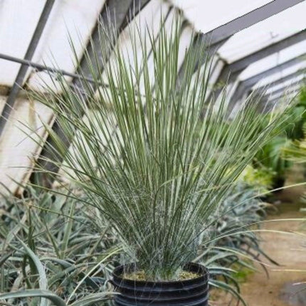 Nasiona Juki Mydlanej - Yucca Elata