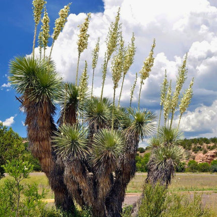 Nasiona Juki Mydlanej - Yucca Elata