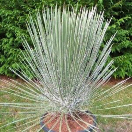 Nasiona Juki Mydlanej - Yucca Elata