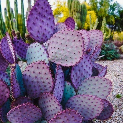 Nasiona Fioletowej Opuncji - Opuntia Santarita
