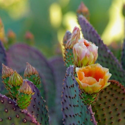 Nasiona Fioletowej Opuncji - Opuntia Santarita