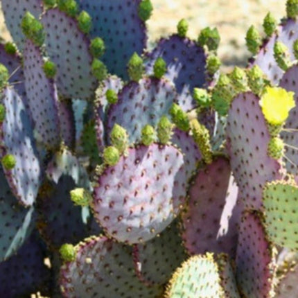 Nasiona Fioletowej Opuncji - Opuntia Santarita