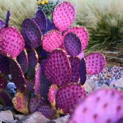 Nasiona Fioletowej Opuncji - Opuntia Santarita