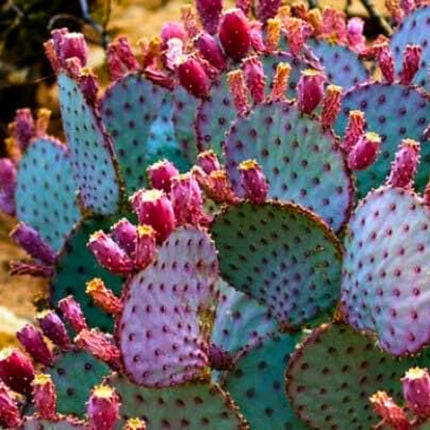 Nasiona Fioletowej Opuncji - Opuntia Santarita