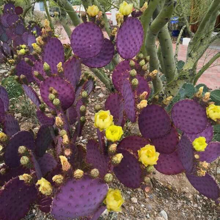 Nasiona Fioletowej Opuncji - Opuntia Santarita