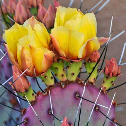 Nasiona Fioletowej Opuncji - Opuntia Santarita
