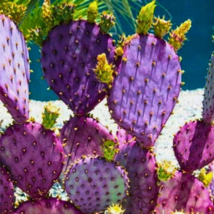 Nasiona Fioletowej Opuncji - Opuntia Santarita