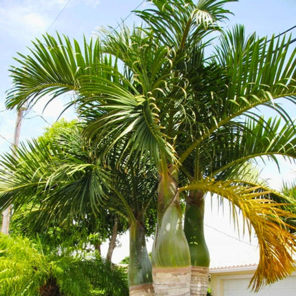 Nasiona Palmy Wrzecionowatej - Hyophorbe Verschaffeltii