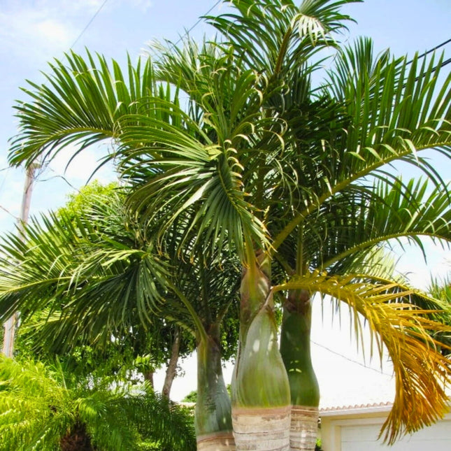 Nasiona Palmy Wrzecionowatej - Hyophorbe Verschaffeltii