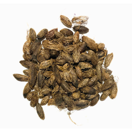 Nasiona Palmy Wrzecionowatej - Hyophorbe Verschaffeltii