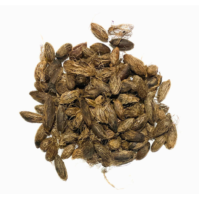 Nasiona Palmy Wrzecionowatej - Hyophorbe Verschaffeltii