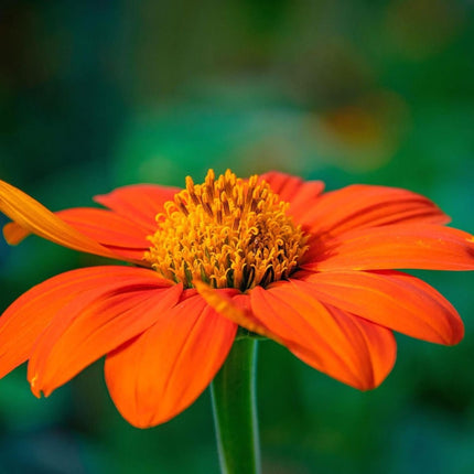 Nasiona Titoni Okrągłolistnej - Tithonia Rotundifolia