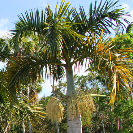 Nasiona Palmy Wrzecionowatej - Hyophorbe Verschaffeltii