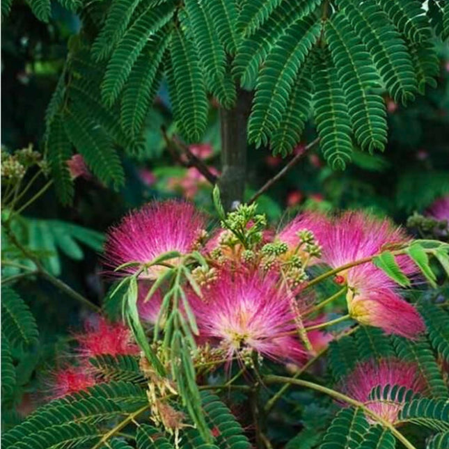 Nasiona Albicji Jedwabistej - Albizia Julibrissin