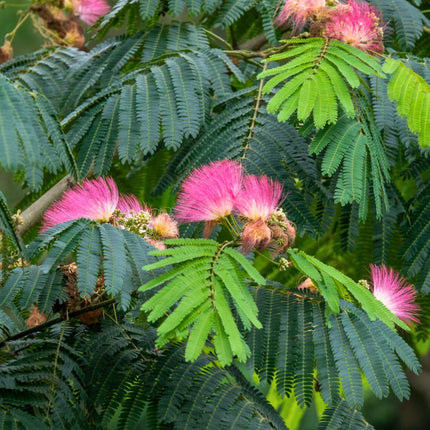 Nasiona Albicji Jedwabistej - Albizia Julibrissin