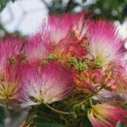 Nasiona Albicji Jedwabistej - Albizia Julibrissin