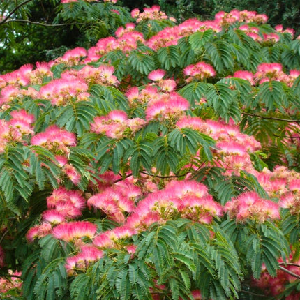 Nasiona Albicji Jedwabistej - Albizia Julibrissin