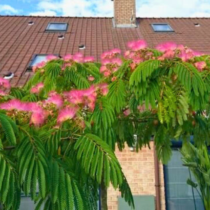 Nasiona Albicji Jedwabistej - Albizia Julibrissin