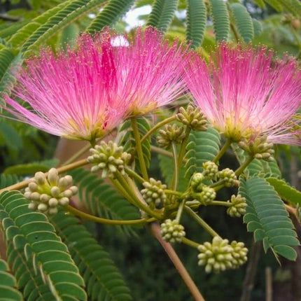 Nasiona Albicji Jedwabistej - Albizia Julibrissin