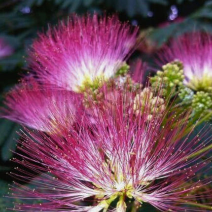Nasiona Albicji Jedwabistej - Albizia Julibrissin