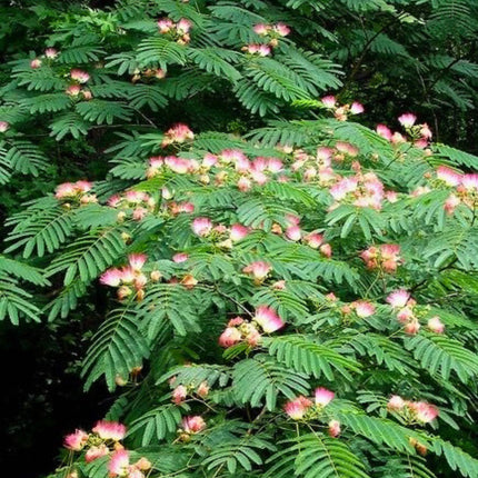Nasiona Albicji Jedwabistej - Albizia Julibrissin