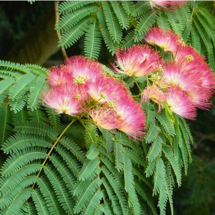 Nasiona Albicji Jedwabistej - Albizia Julibrissin