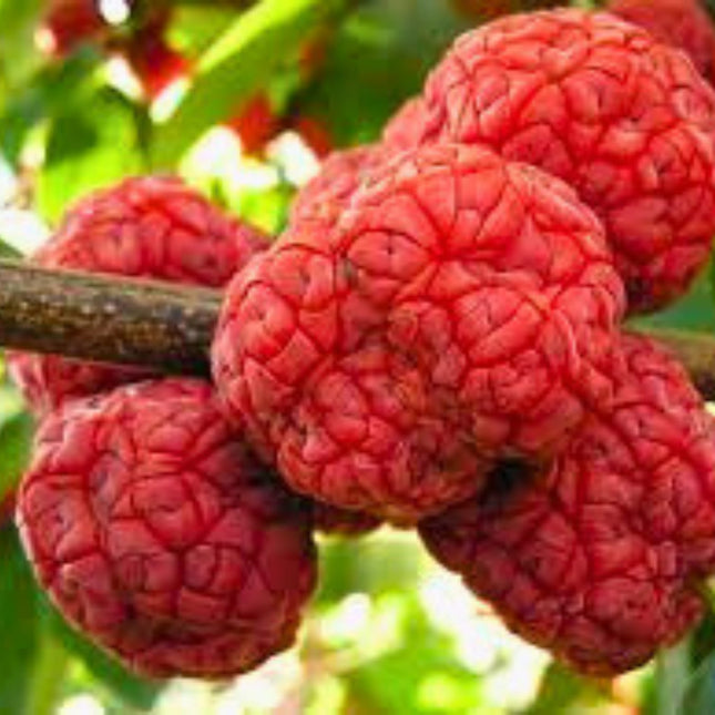 Nasiona Czerwonej Brzoskwini Afrykańskiej - Nauclea Latifolia