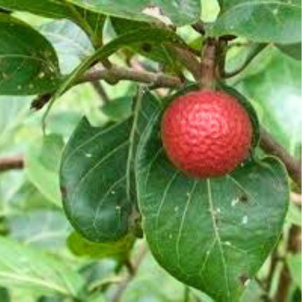 Nasiona Czerwonej Brzoskwini Afrykańskiej - Nauclea Latifolia