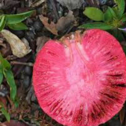 Nasiona Czerwonej Brzoskwini Afrykańskiej - Nauclea Latifolia