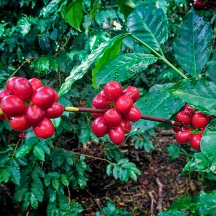 Nasiona Kawy Arabskiej 'Borbón' - Coffea Arabica 'Borbón'
