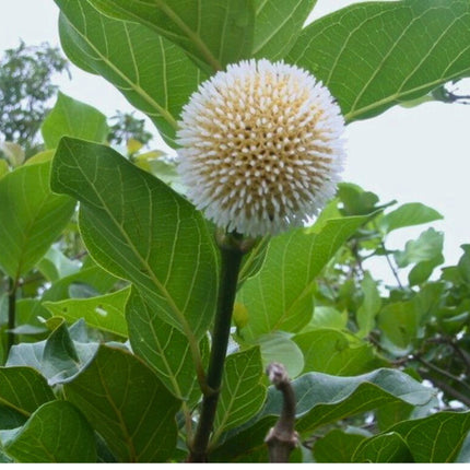 Nasiona Czerwonej Brzoskwini Afrykańskiej - Nauclea Latifolia