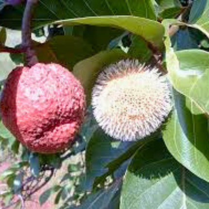 Nasiona Czerwonej Brzoskwini Afrykańskiej - Nauclea Latifolia