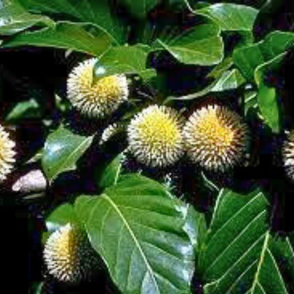 Nasiona Czerwonej Brzoskwini Afrykańskiej - Nauclea Latifolia