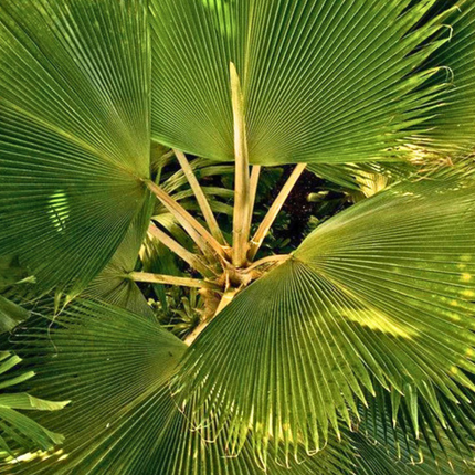 Nasiona Liwistonii Jenkinsiana - Livistona Jenkinsiana