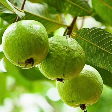 Sjemenke guave obične - Psidium Guajava