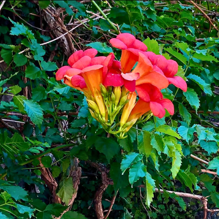 Nasiona Milinu Amerykańskiego - Campsis Radicans