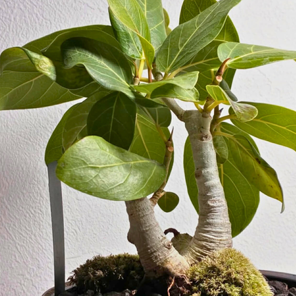 Nasiona Figowca Bengalskiego - Ficus Benghalensis